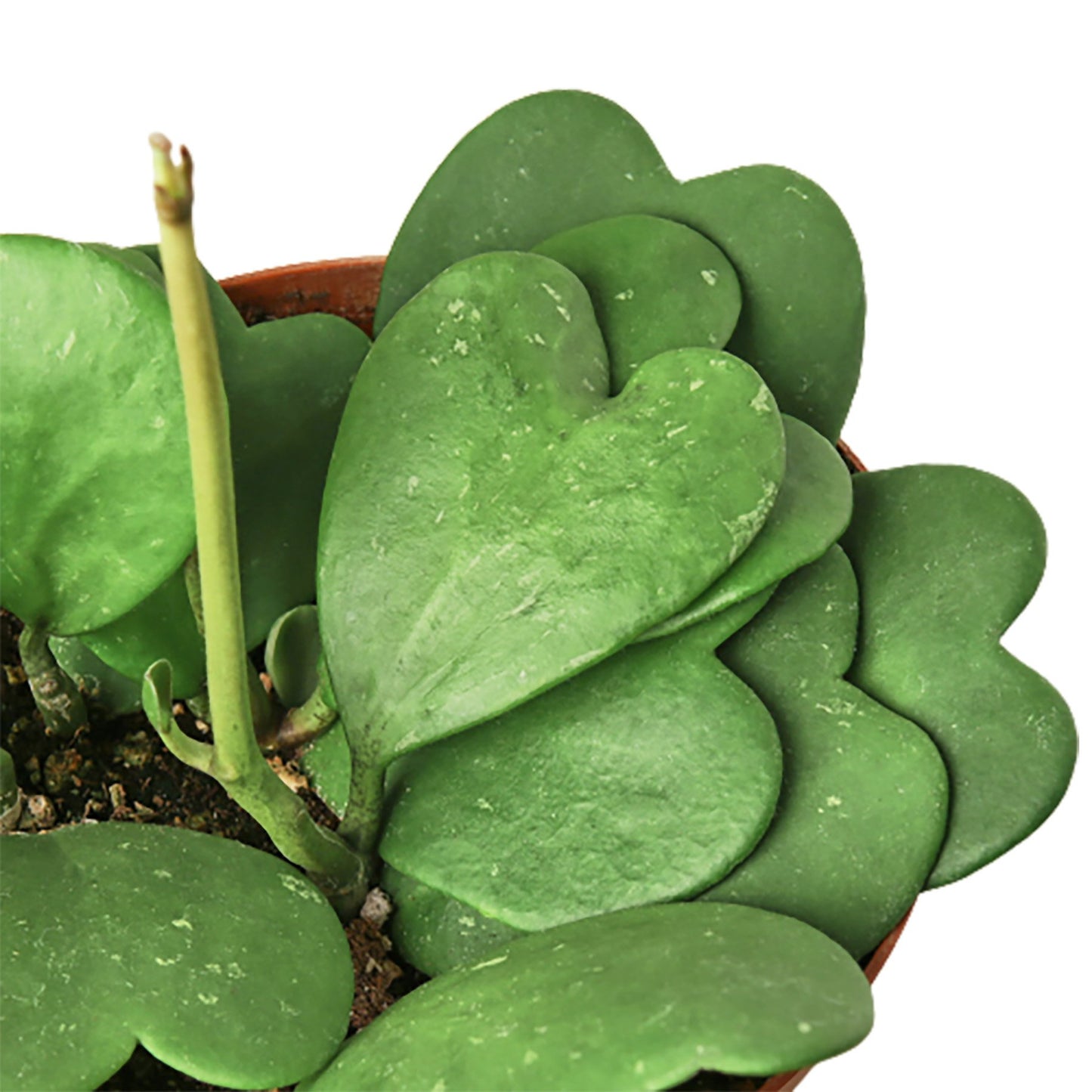 Heart-shaped leaf plant