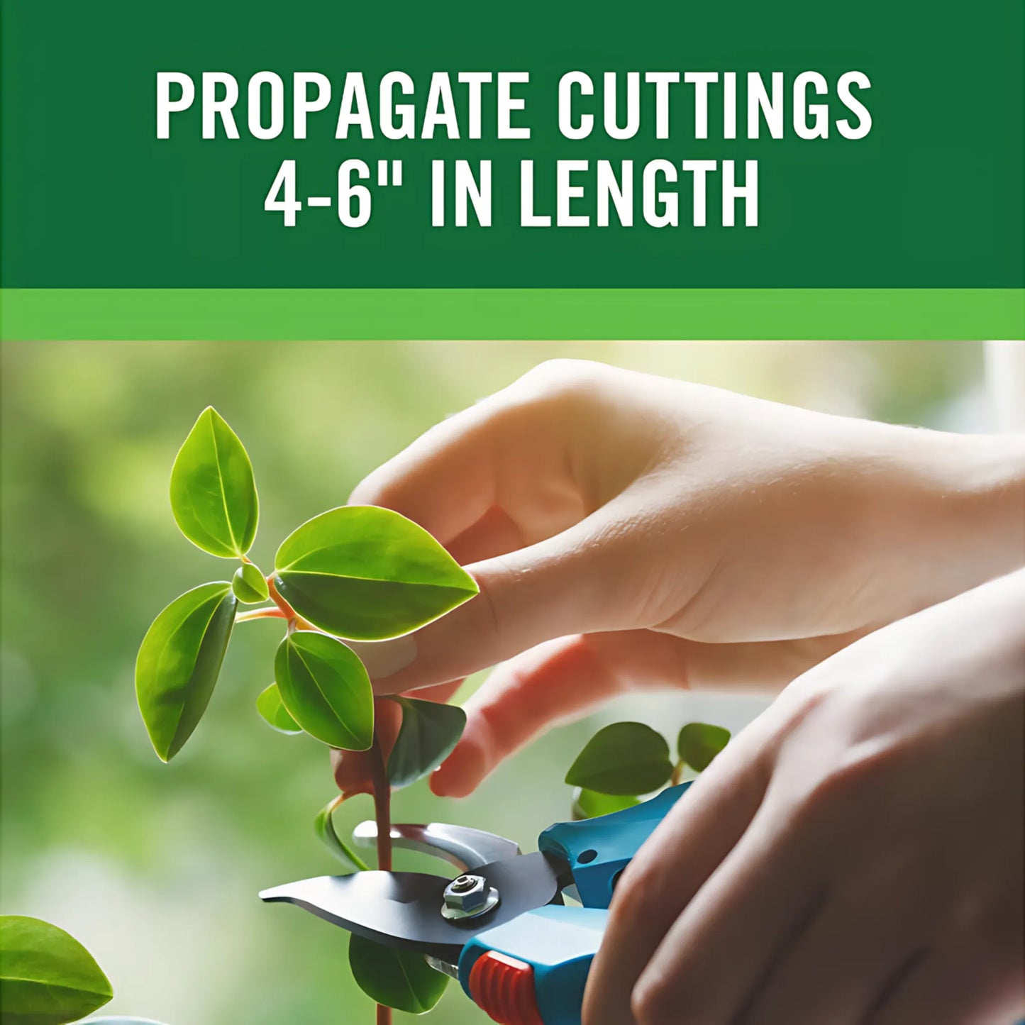Plant Growth