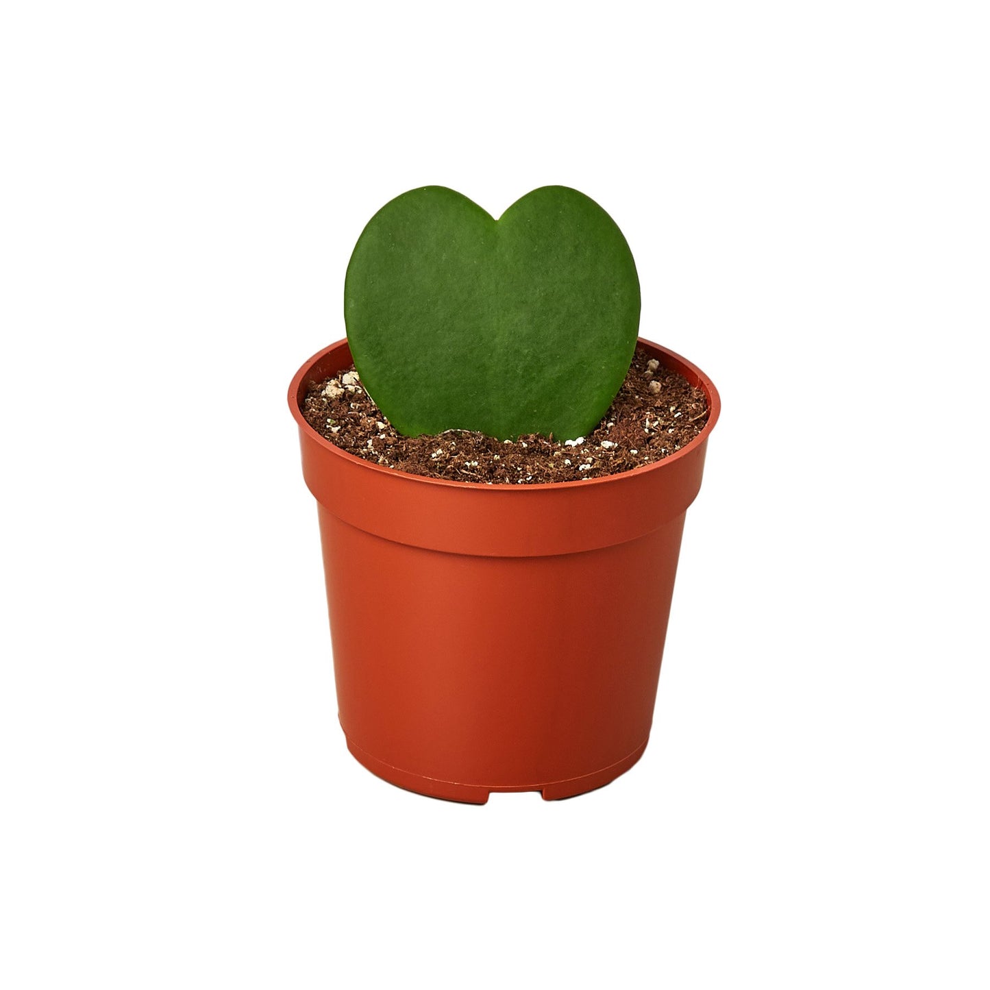 Hoya kerrii plant
