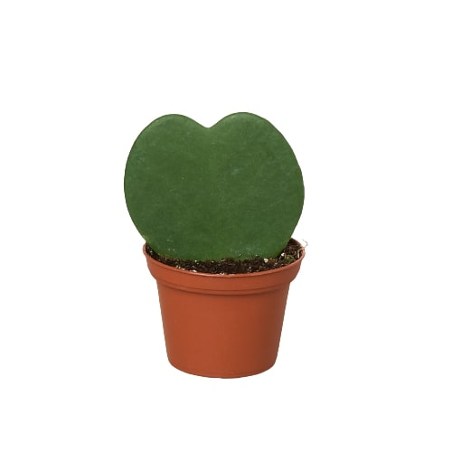 Sweetheart plant