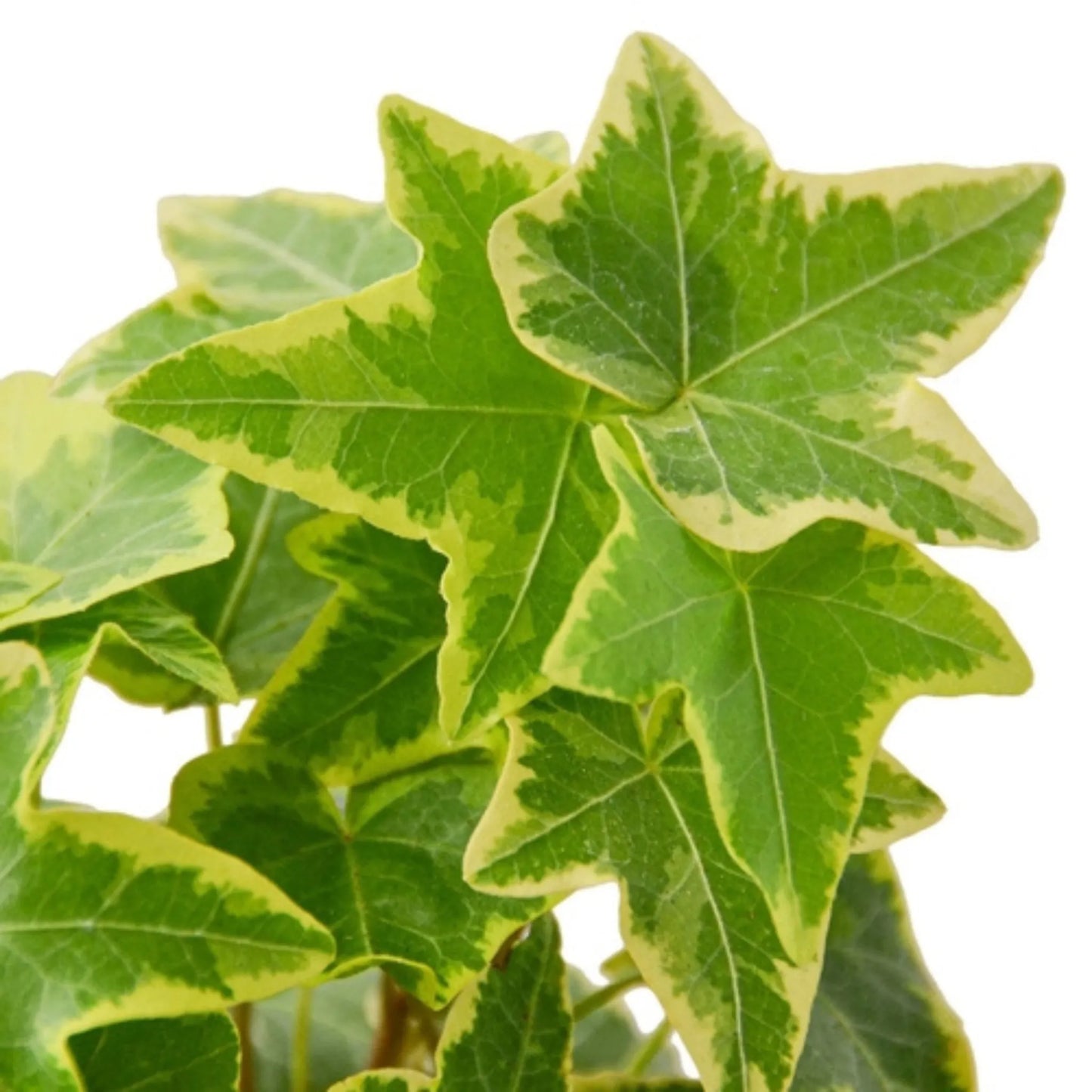 Indoor trailing plant