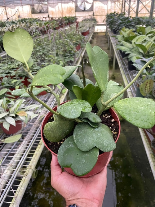 Best Hoya Sweetheart Plant