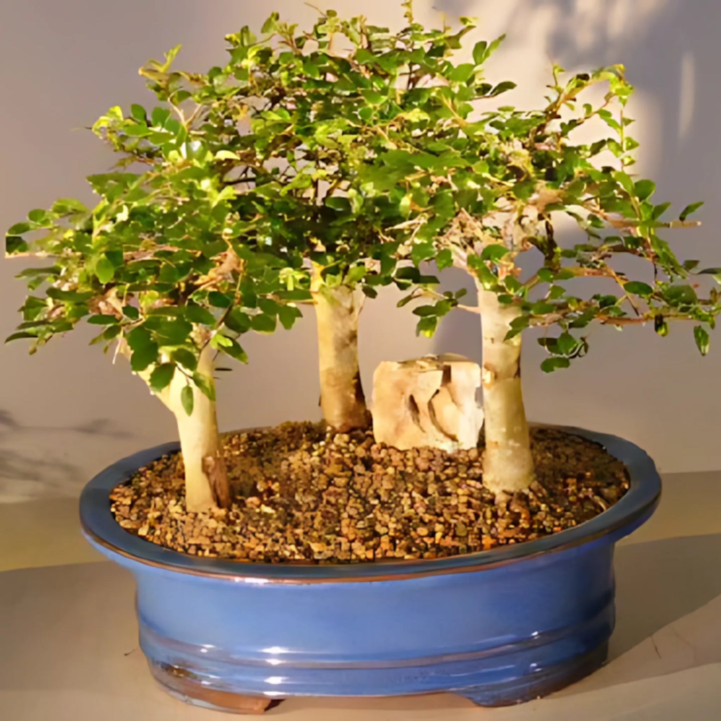 Bonsai enthusiasts