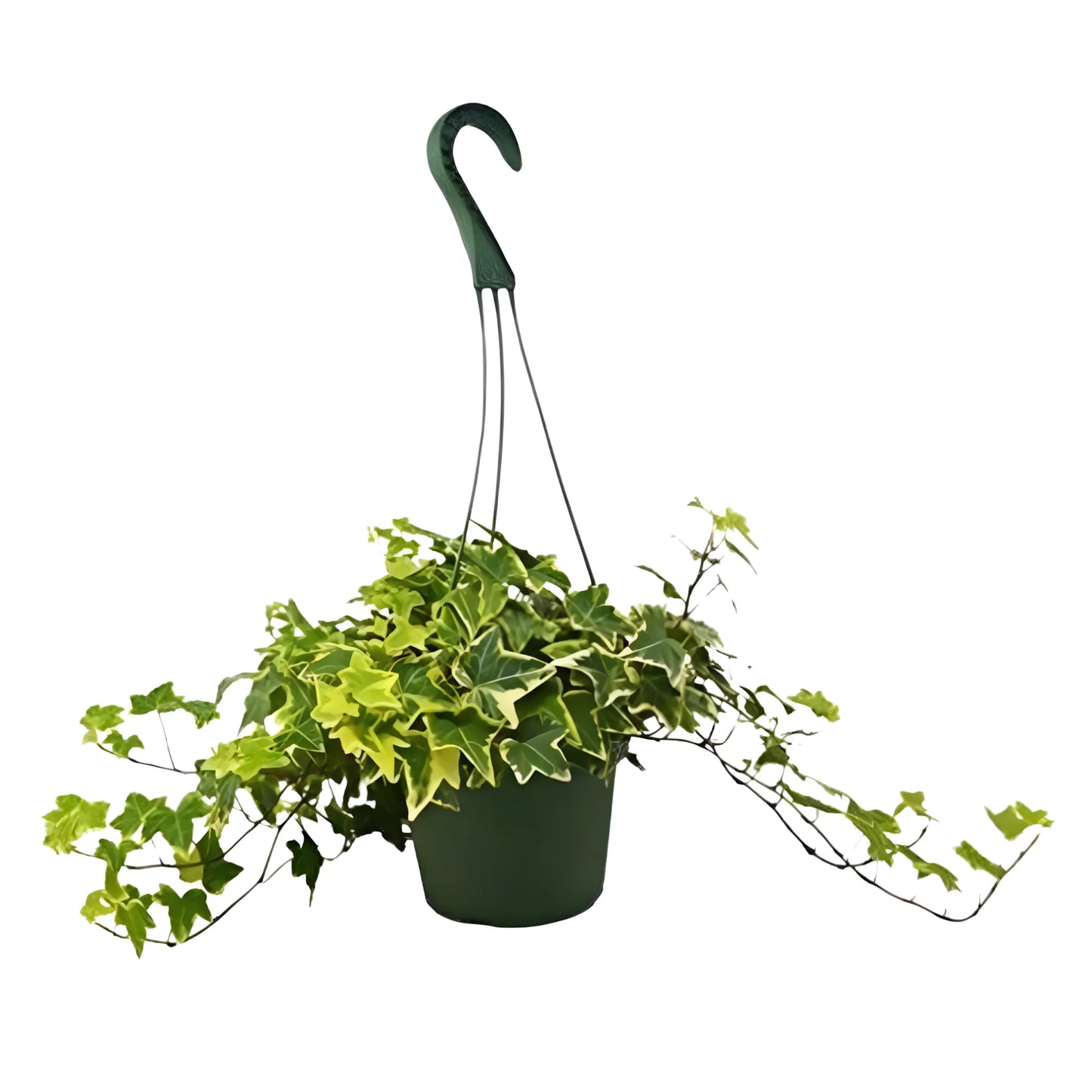 Low-maintenance houseplant