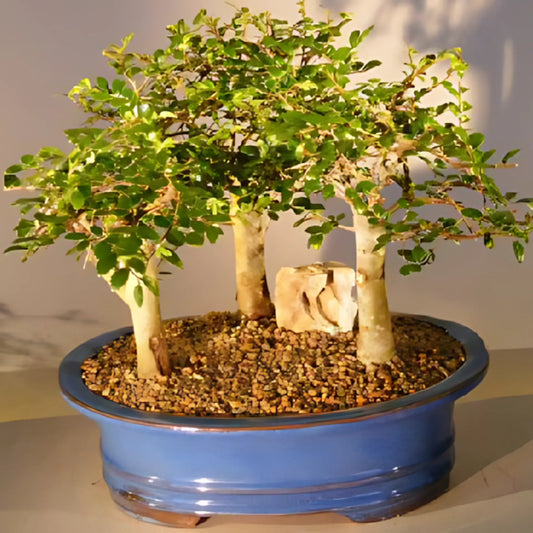Chinese Elm Bonsai Tree Home & Garden