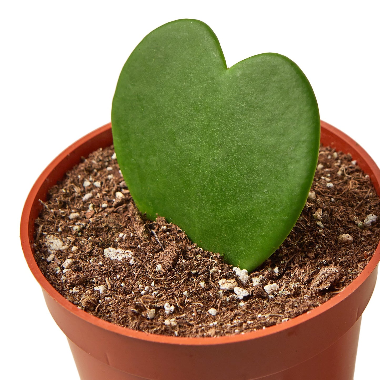 Lucky-heart leaf