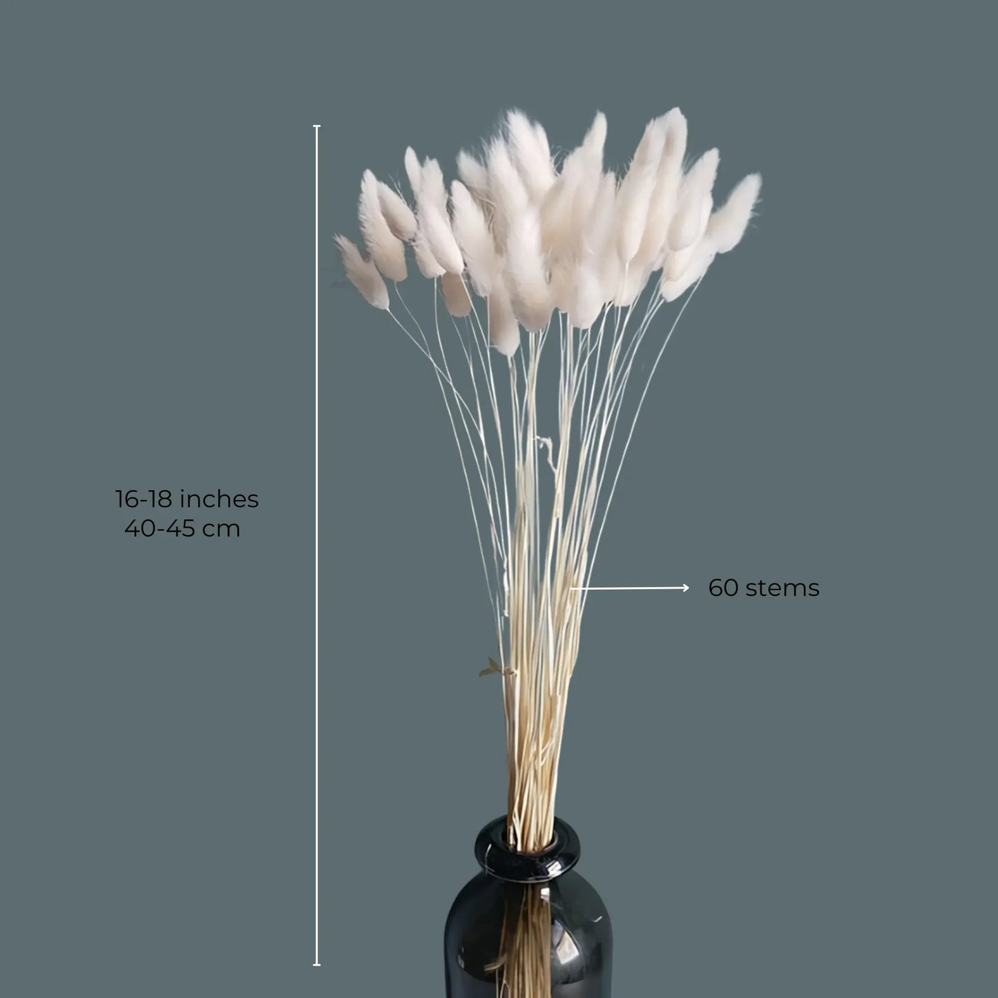 Dried Bunny Tail Grass – 60 Natural Stems Home Decor