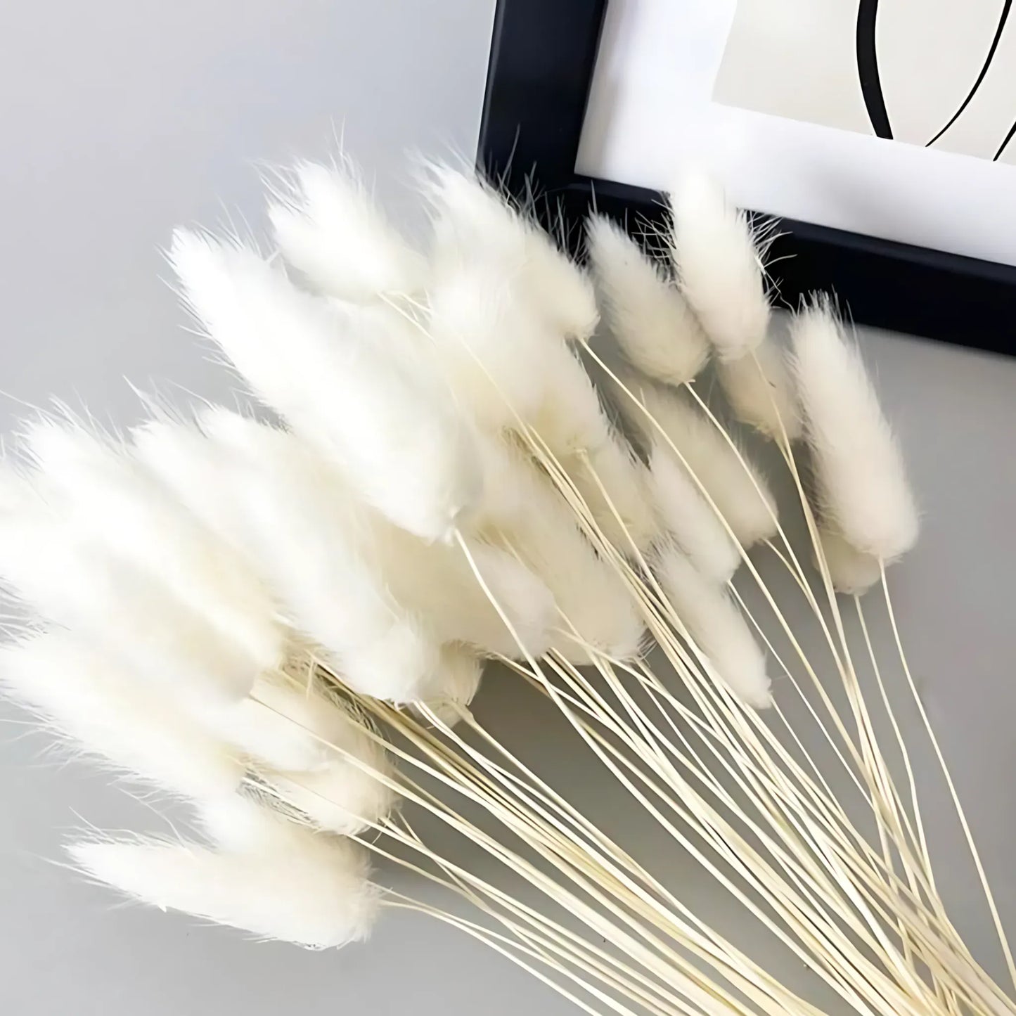 Vintage white Dried Bunny Tail Grass – 60 Natural Stems Home Decor