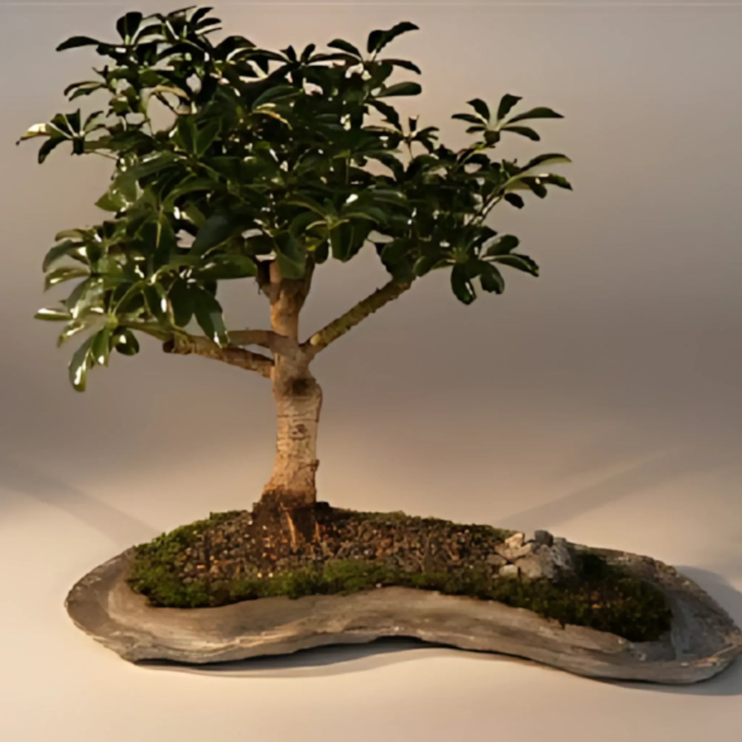 Hawaiian Umbrella Bonsai Tree Home & Garden