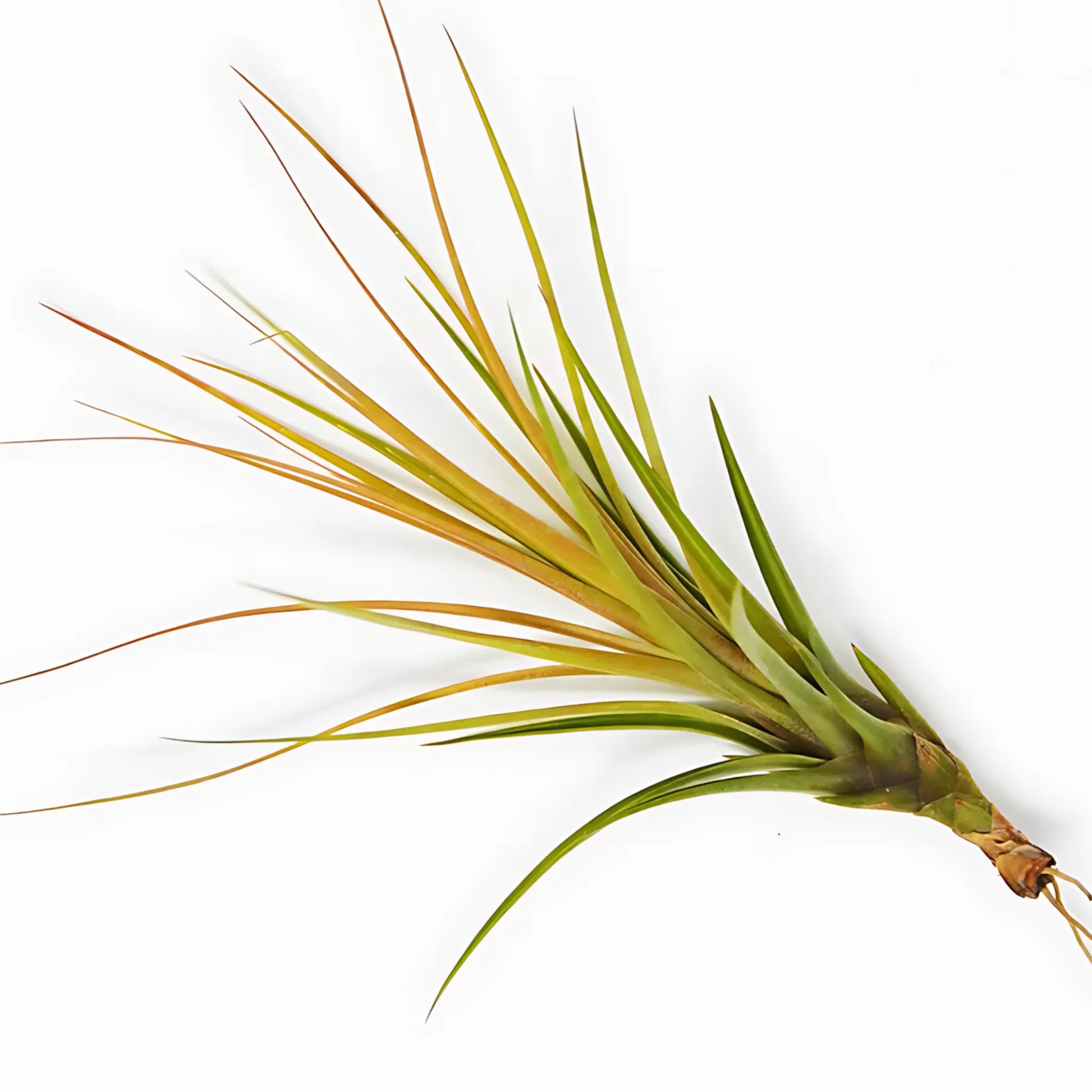 Tillandsia Air Plant Tricolor Home & Garden
