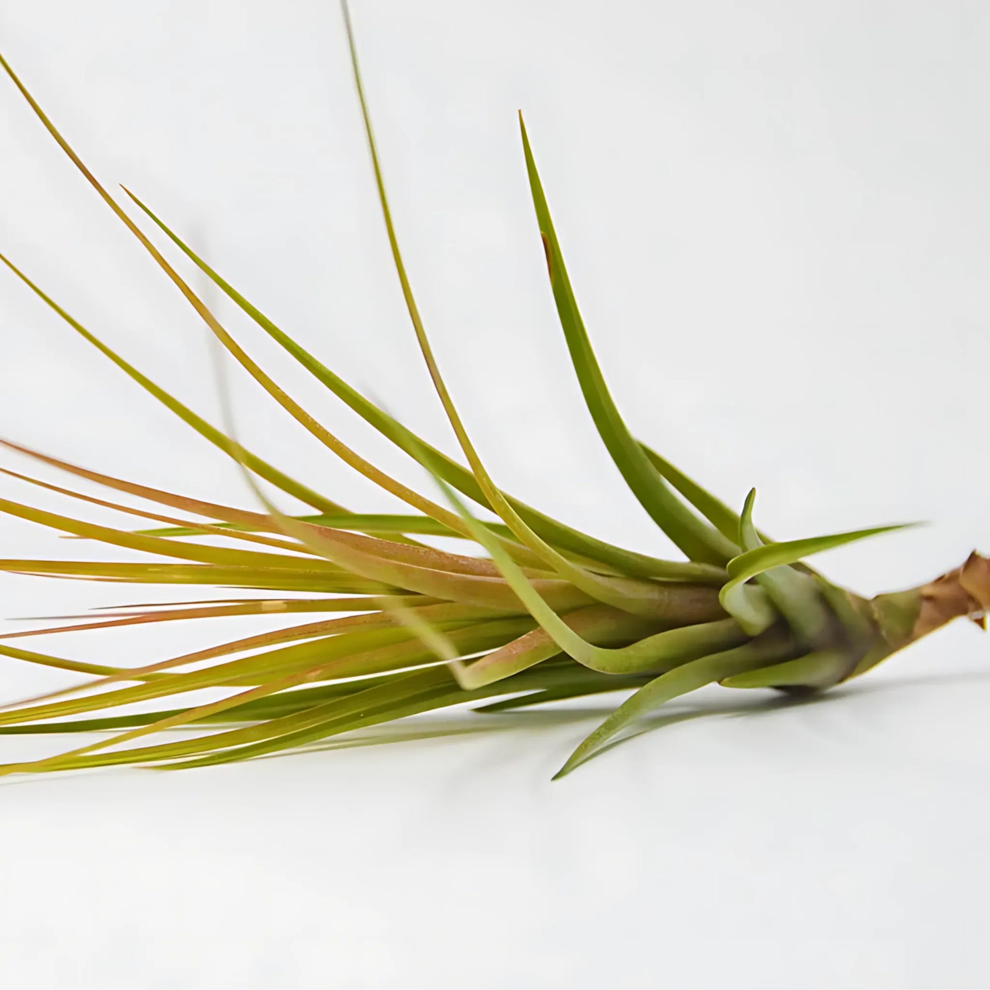 Tillandsia Air Plant Tricolor Home & Garden