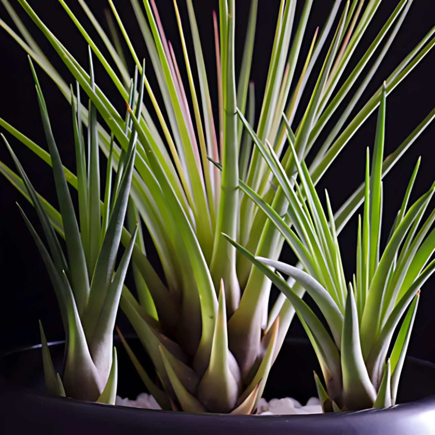 Tillandsia Air Plant Tricolor Home & Garden
