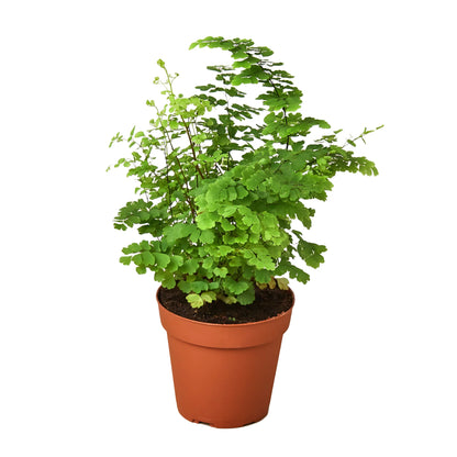 Black Maidenhair Fern