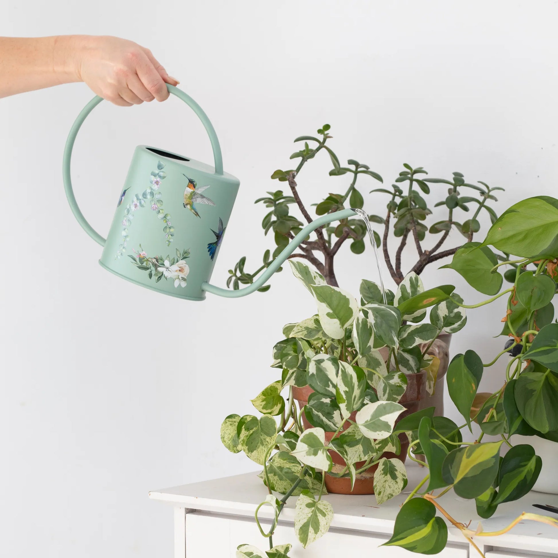 gooseneck indoor watering can