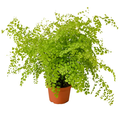 Indoor houseplant fern
