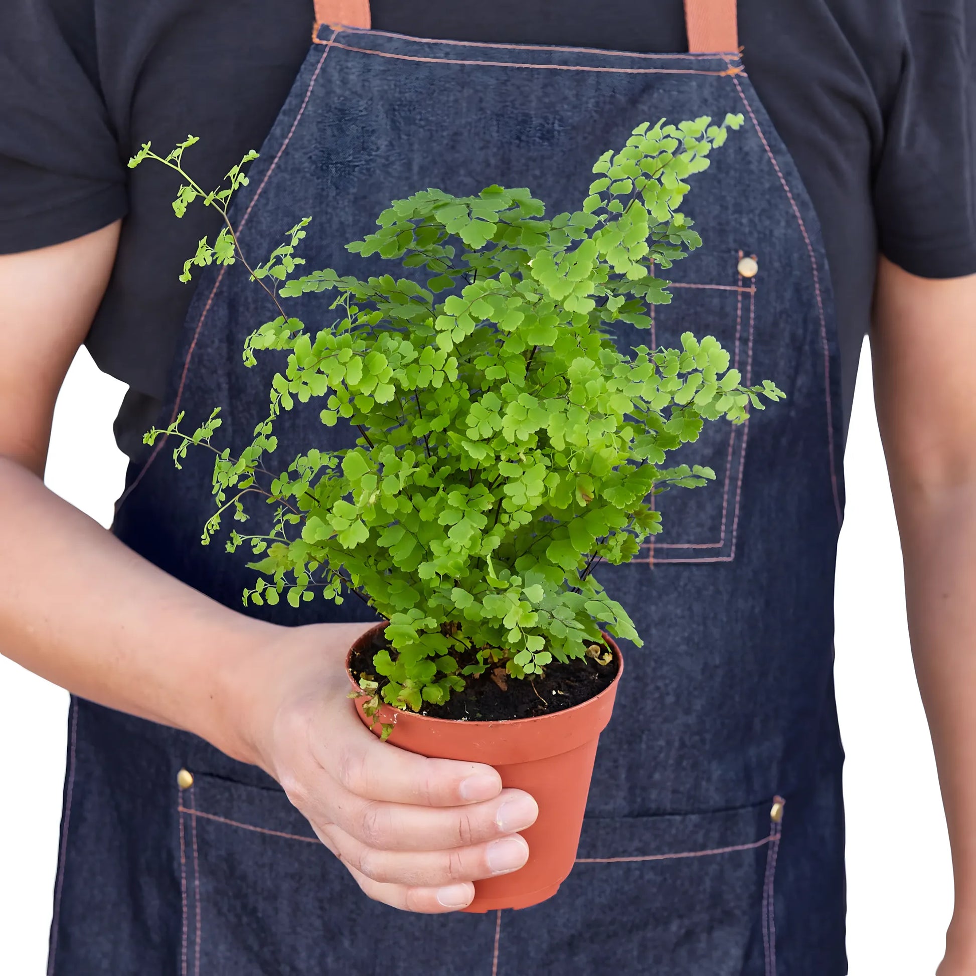 Adiantum capillus-veneris