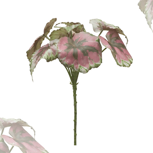 Begonia Leaf Home Decor