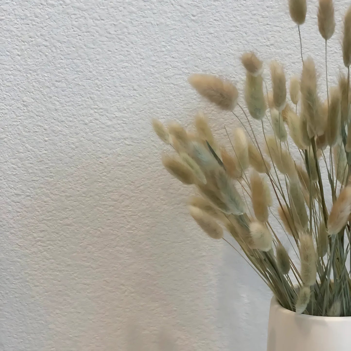 Dried Bunny Tail Grass – 60 Natural Stems Home Decor