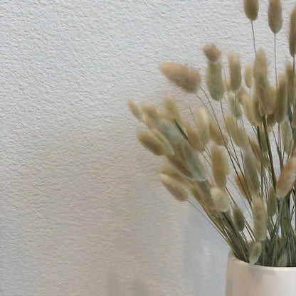 Dried Bunny Tail Grass – 60 Natural Stems Home Decor