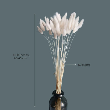 Dried Bunny Tail Grass – 60 Natural Stems Home Decor