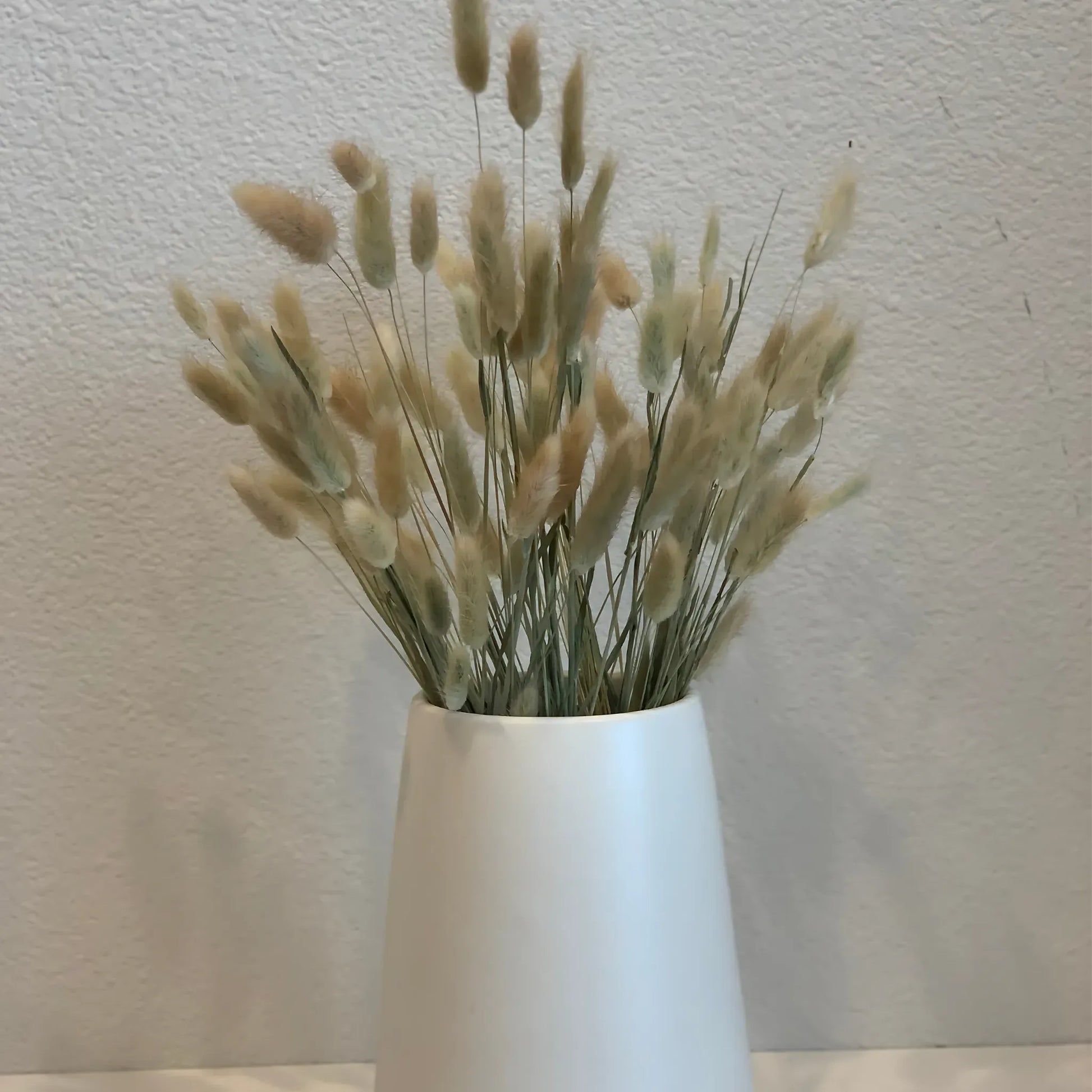 Natural Dried Bunny Tail Grass – 60 Natural Stems Home Decor