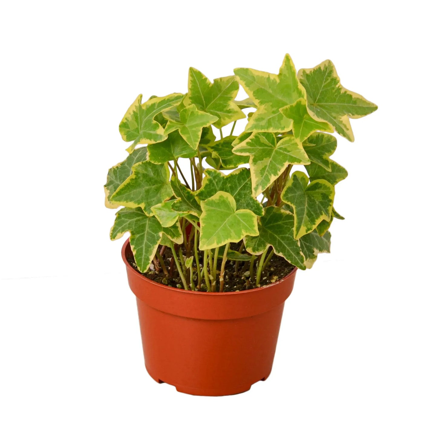 4" Pot English Ivy 'Gold Child' Variegated Home & Garden