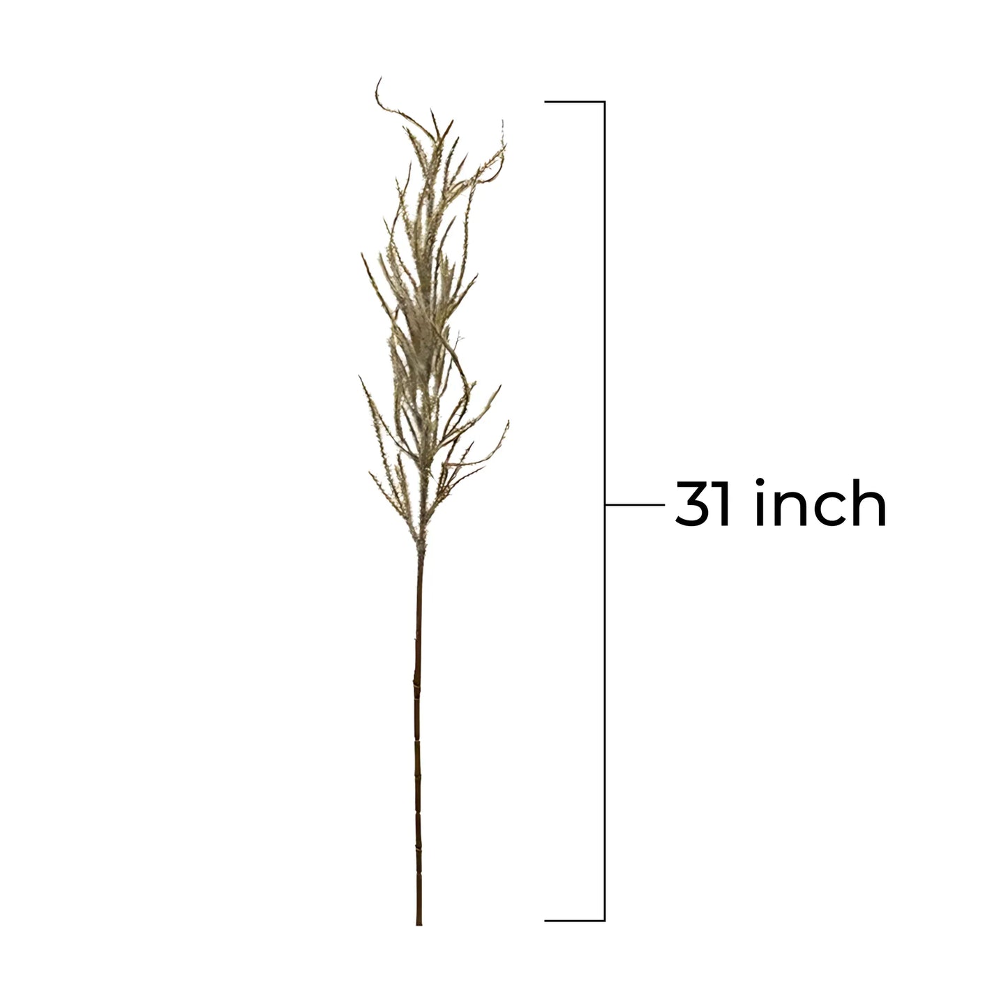 1 Flocked Pampas Grass Pampas Grass