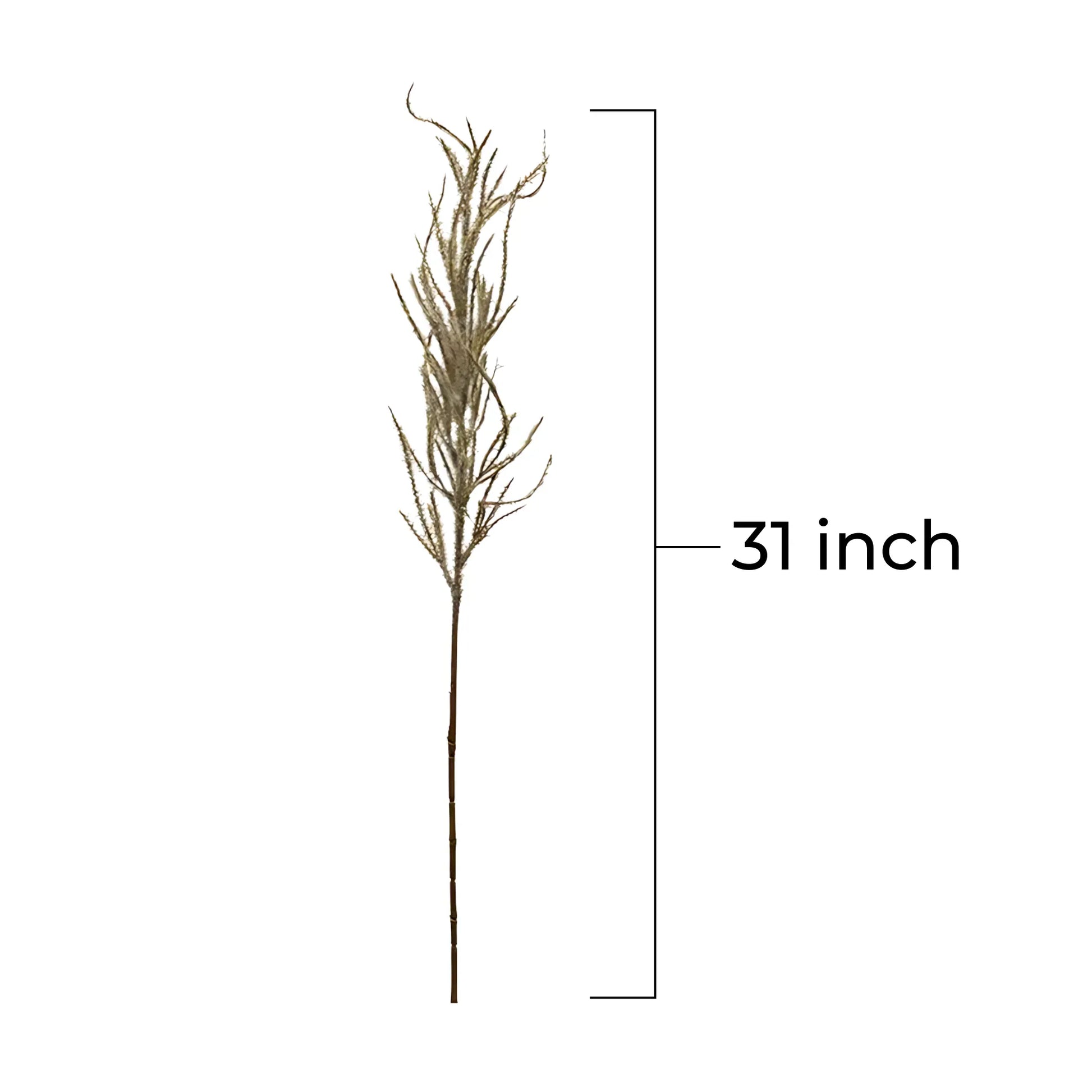 1 Flocked Pampas Grass Pampas Grass