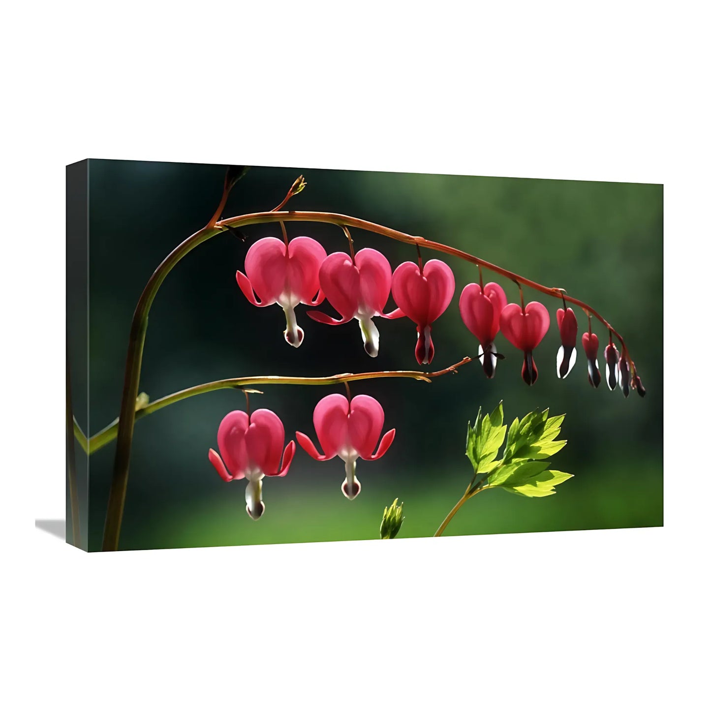 Floral Wall Art – Bleeding Heart Flowers Canvas Print (16x24") Home Decor