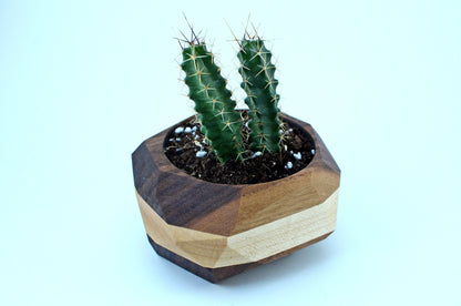 Geometric Cactus & Succulent Planter Home & Garden