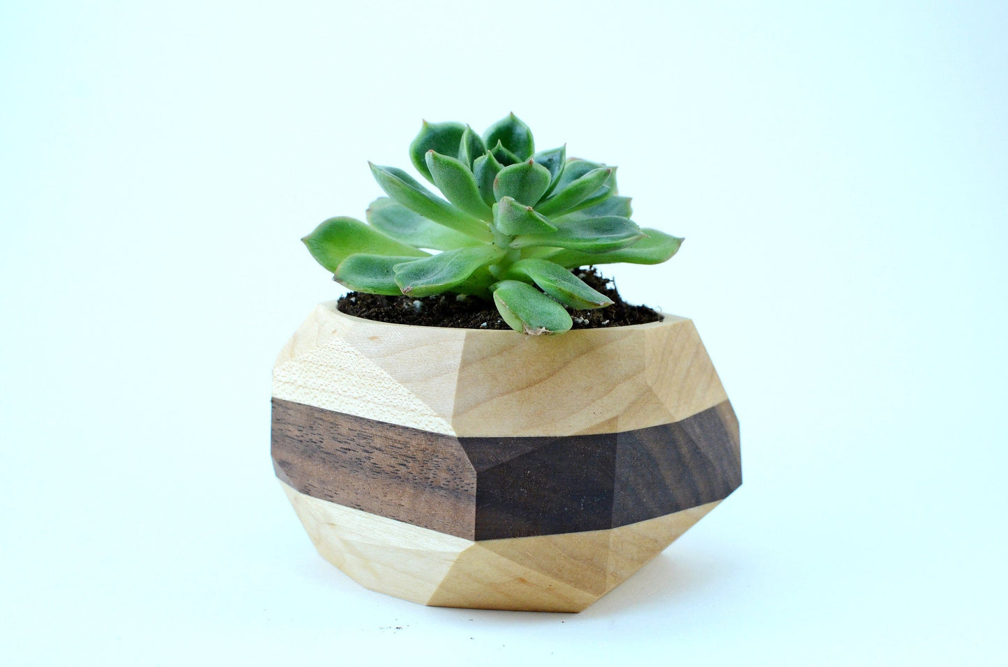 Geometric Cactus & Succulent Planter Home & Garden