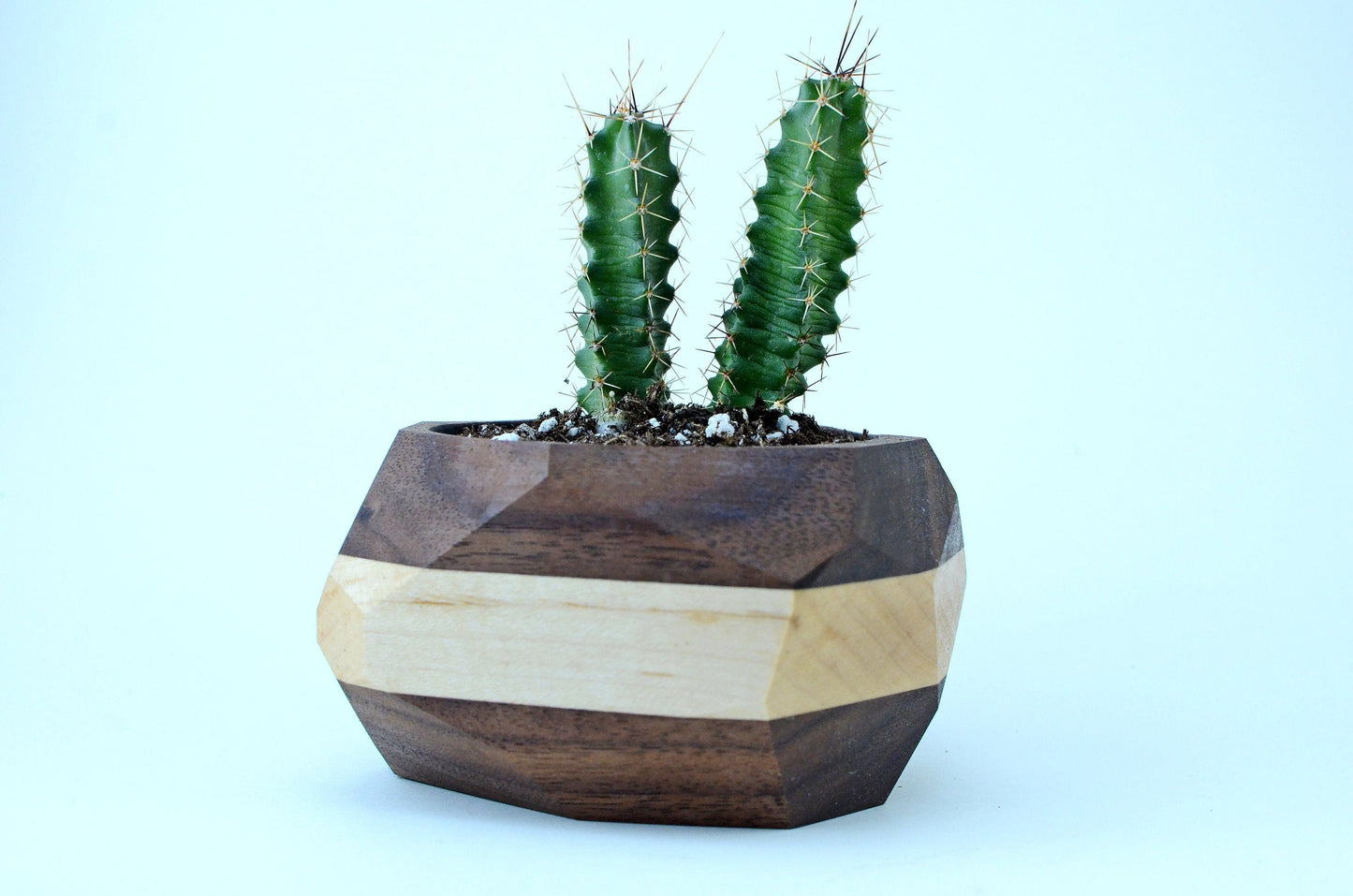 Geometric Cactus & Succulent Planter Home & Garden