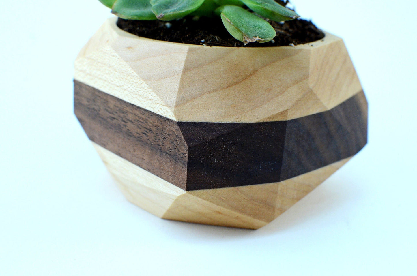 White w/Black Stripe Geometric Cactus & Succulent Planter Home & Garden