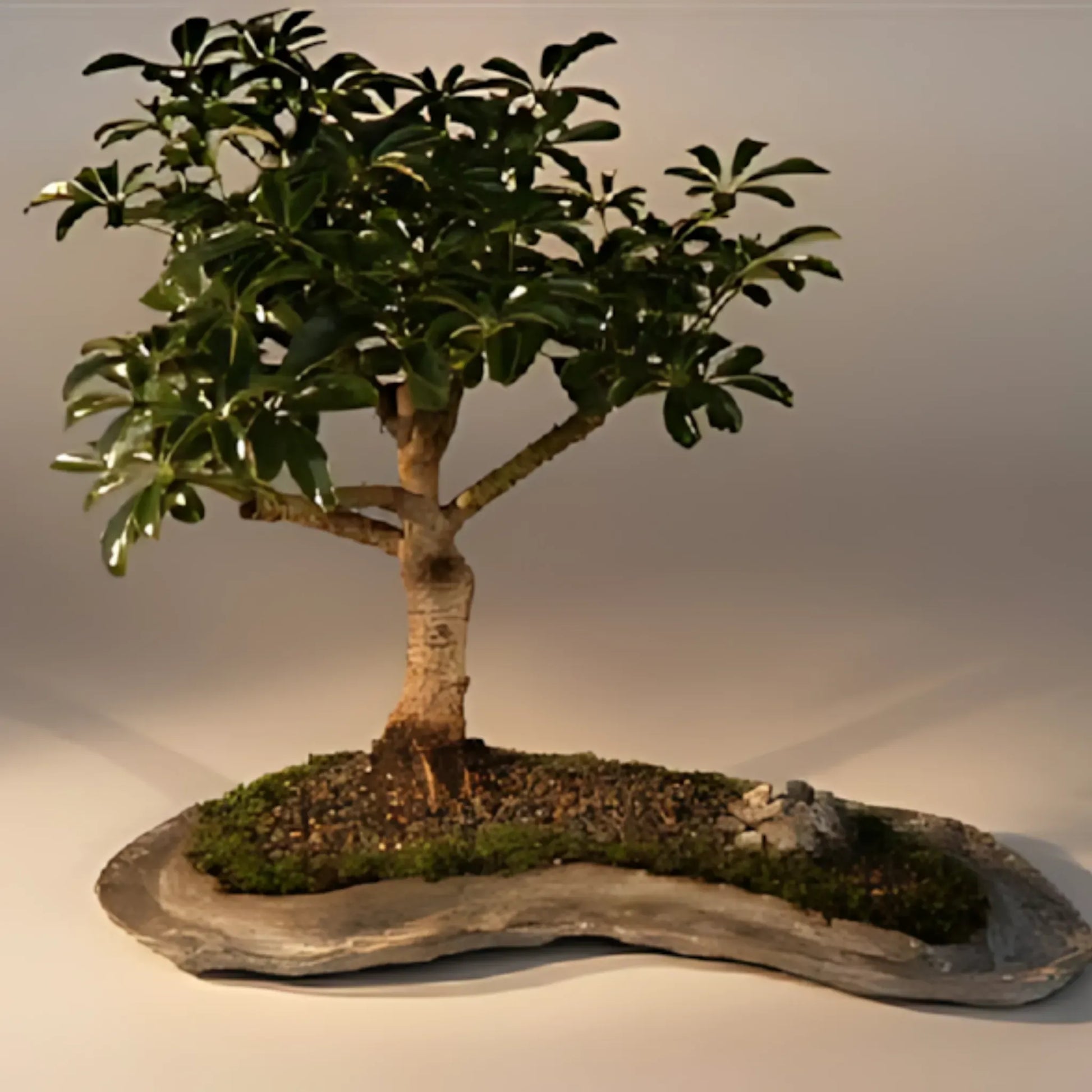 Hawaiian Umbrella Bonsai Tree Home & Garden