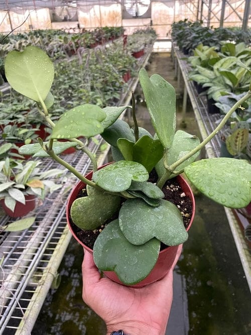 6" Pot / Single Hoya Sweetheart Plant – Hoya Kerrii with Heart-Shaped Leaves (3 Size Options) Home & Garden