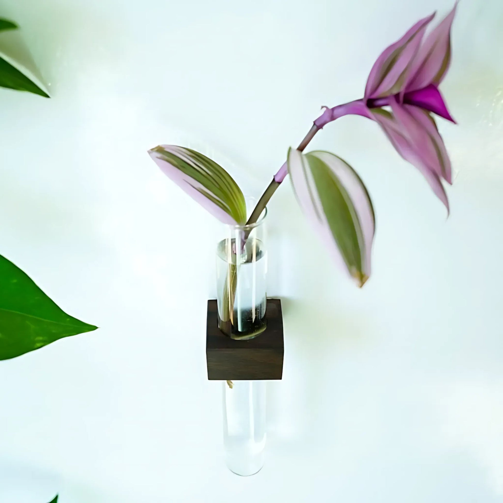 Magnetic Propagation Vase – Handmade Black Walnut Wall Planter Home & Garden