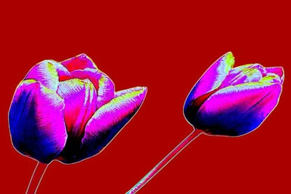 8" X 8" / Black / Backing Boards Red Tulips Flowers Pop Art Canvas Print Framed Wall Art