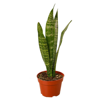 10" Pot / Nursery Pot Snake Plant 'Zeylanica' Home & Garden