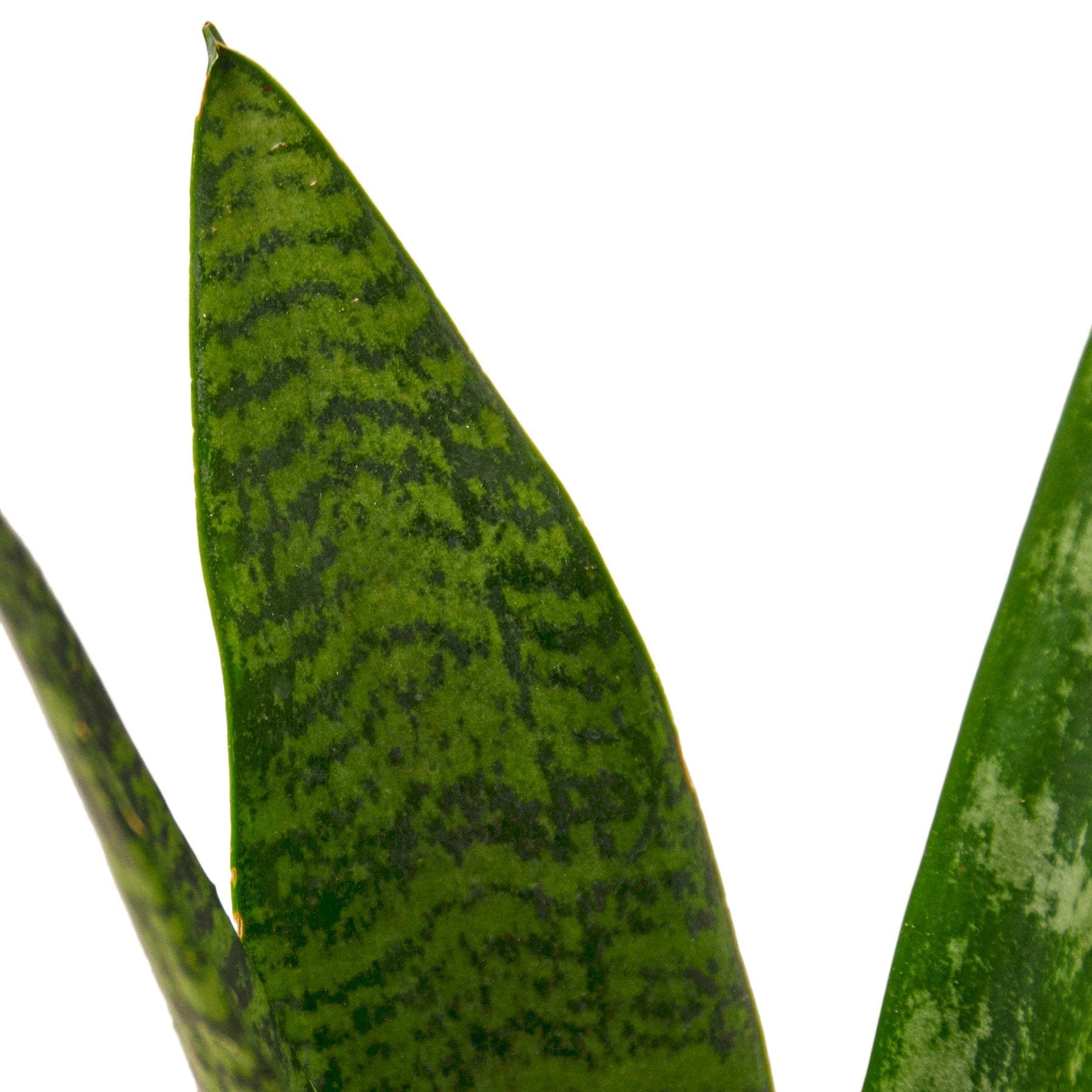 Snake Plant 'Zeylanica' Home & Garden