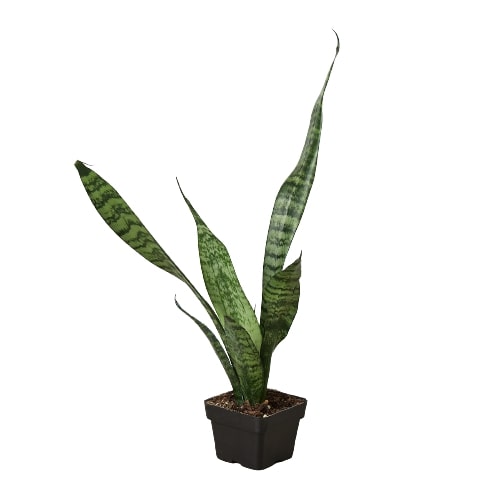 Snake Plant 'Zeylanica' Home & Garden