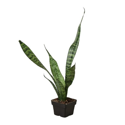 Snake Plant 'Zeylanica' Home & Garden