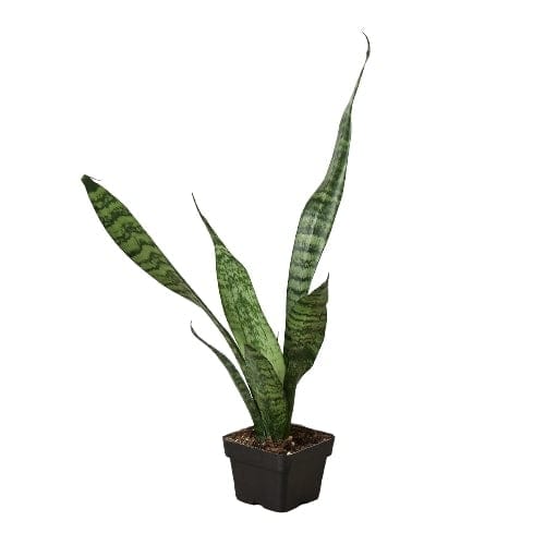 3" Pot / Nursery Pot Snake Plant 'Zeylanica' Home & Garden