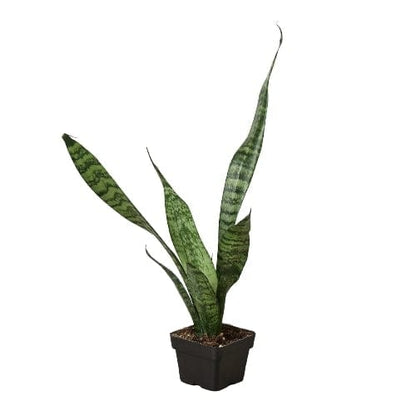 3" Pot / Nursery Pot Snake Plant 'Zeylanica' Home & Garden