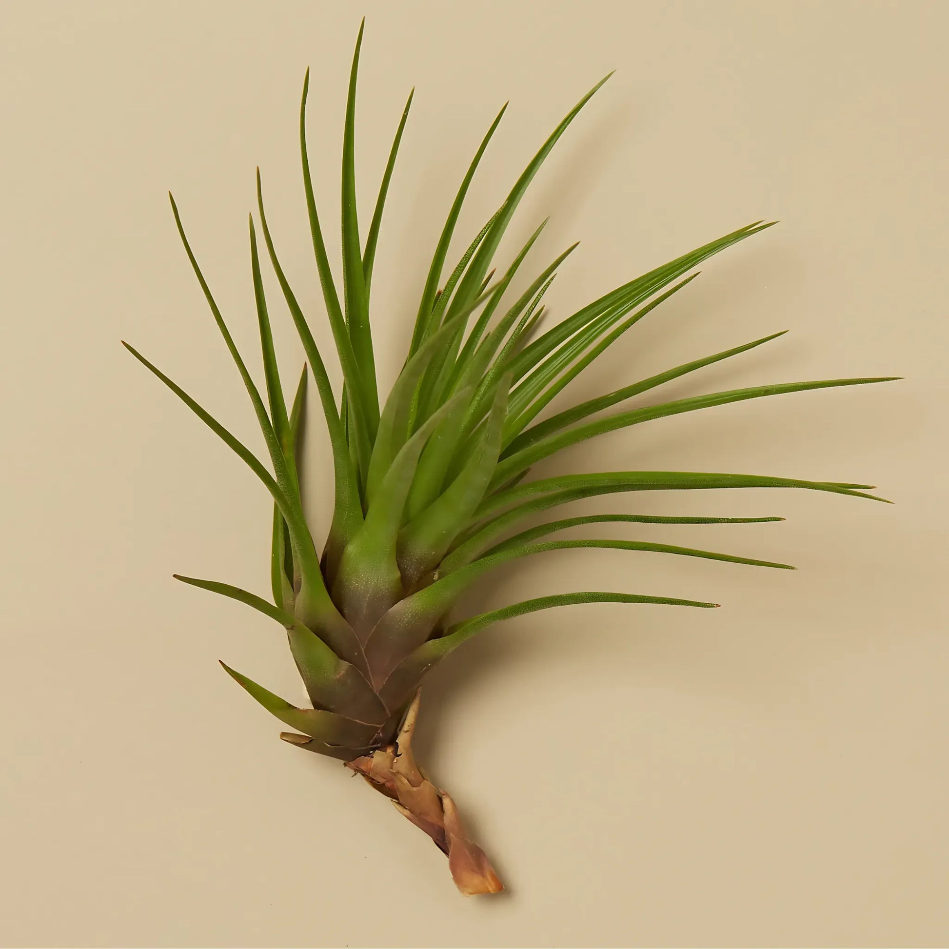 Tillandsia Air Plant Tricolor Home & Garden